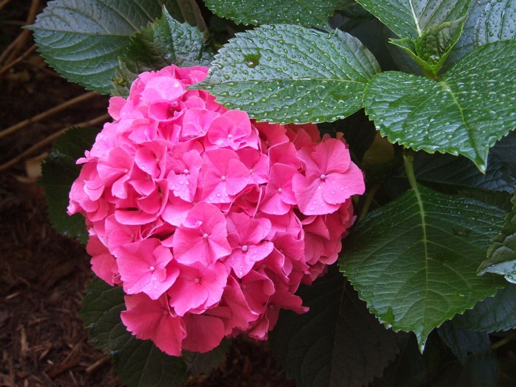 DSCF2130 1024x768