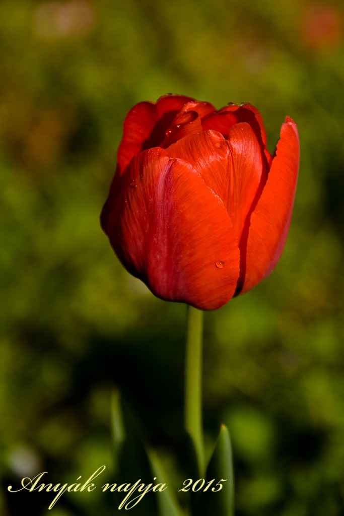 DSC 1547 AN 683x1024
