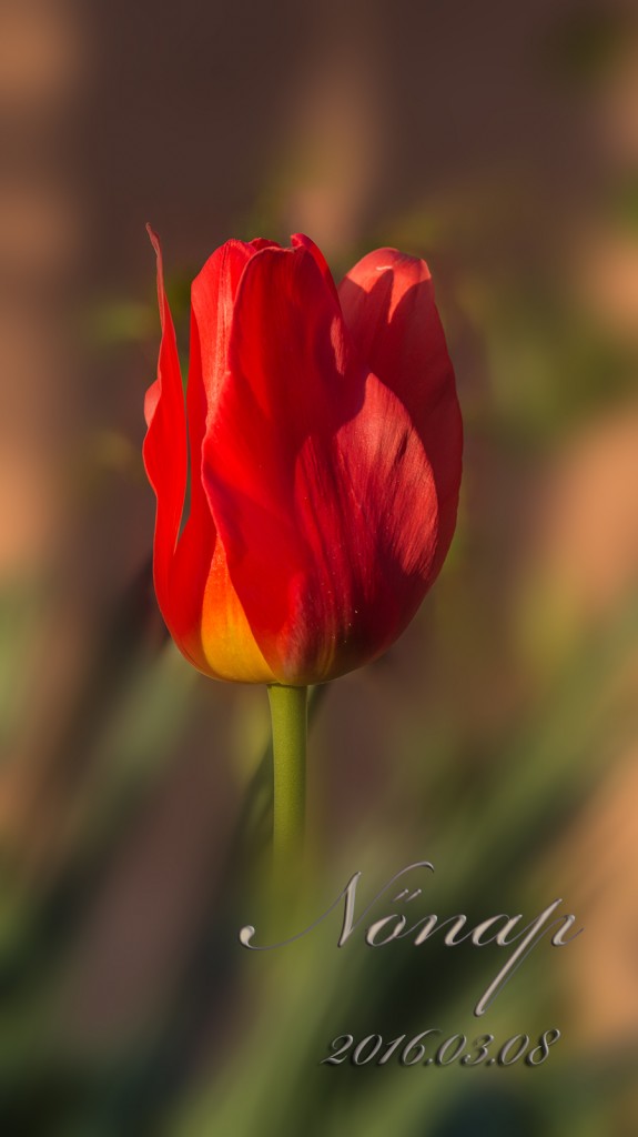 DSC 2776 NONAP 575x1024